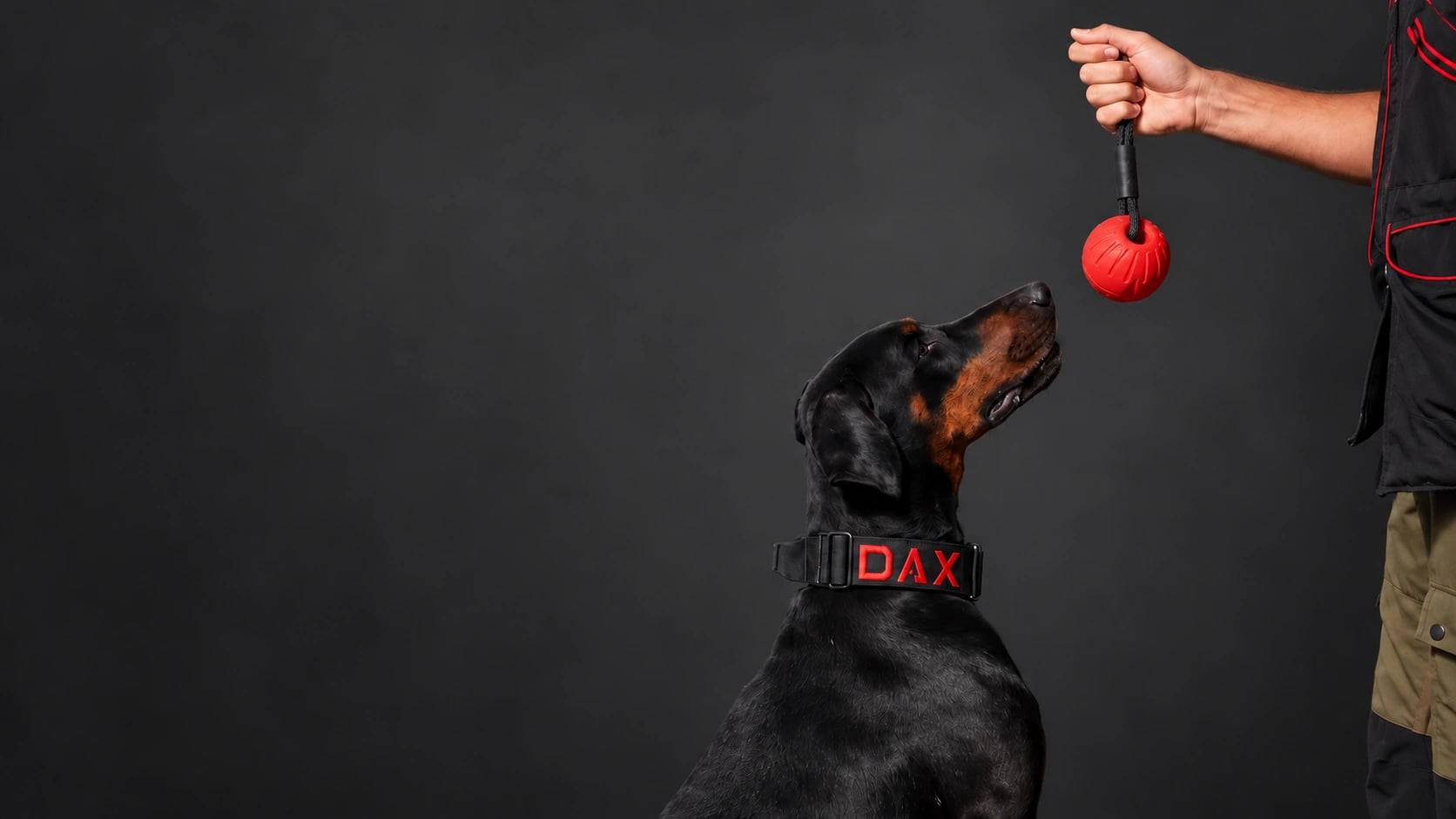 Dobby, um doberman com coleira DAX